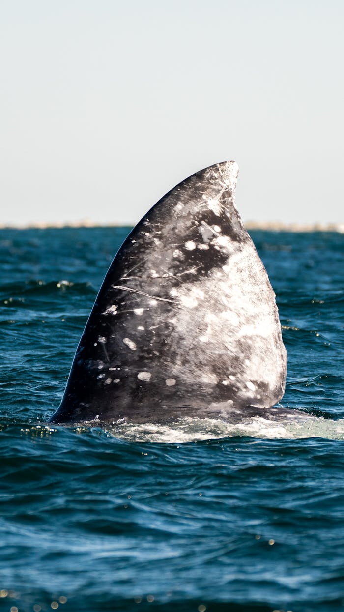 Close-up of a gray whale's fin emerging from the water, showcasing marine wildlife beauty.