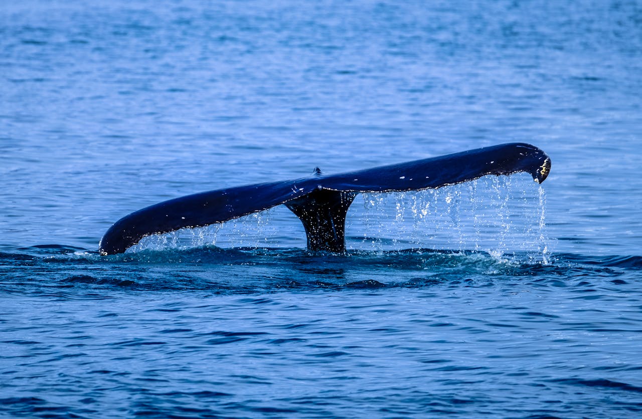 about-us A whale tail rises above the sea surface, showcasing marine wildlife in action.