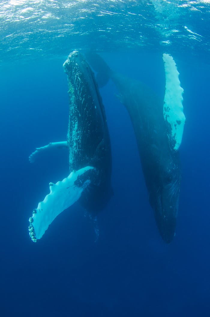 Two humpback whales gracefully swim underwater, showcasing their majestic beauty.