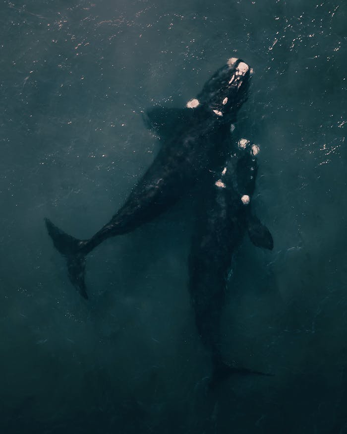 Overhead shot of two southern right whales swimming in the ocean near Argentina, showcasing marine life.