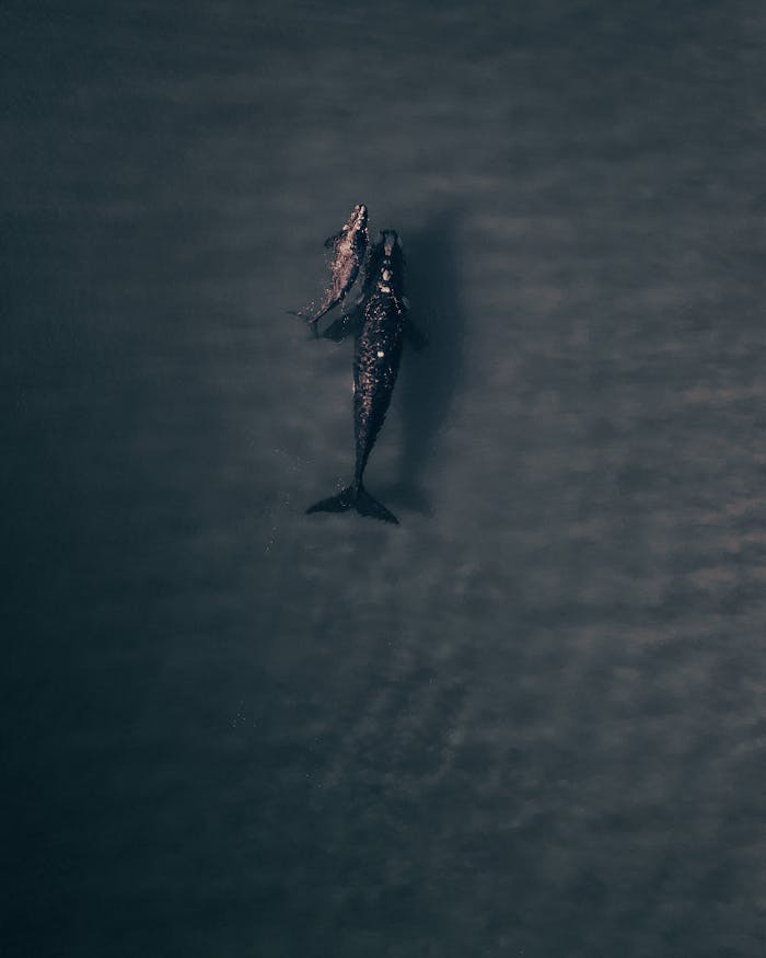 Stunning aerial photo of a humpback whale with its calf swimming in the serene ocean waters.