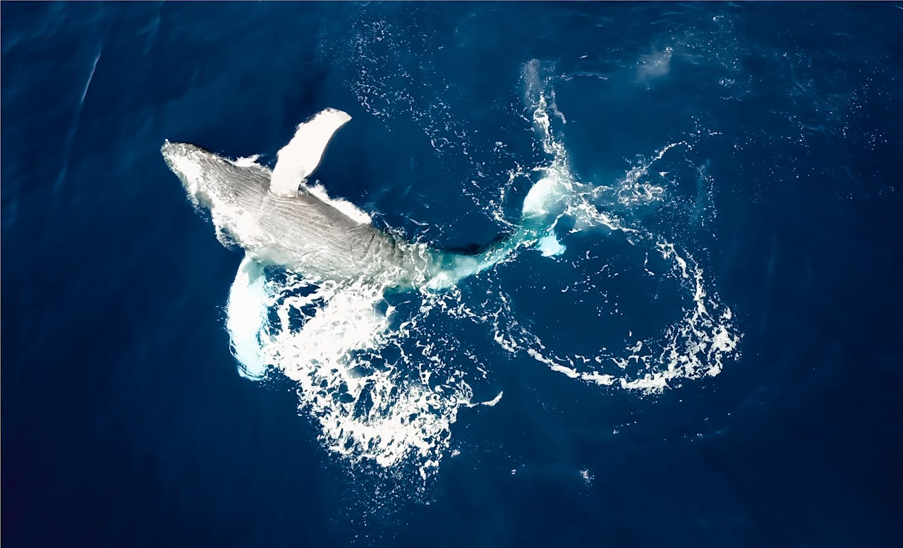 Spectacular aerial shot of a humpback whale swimming in the deep blue ocean.