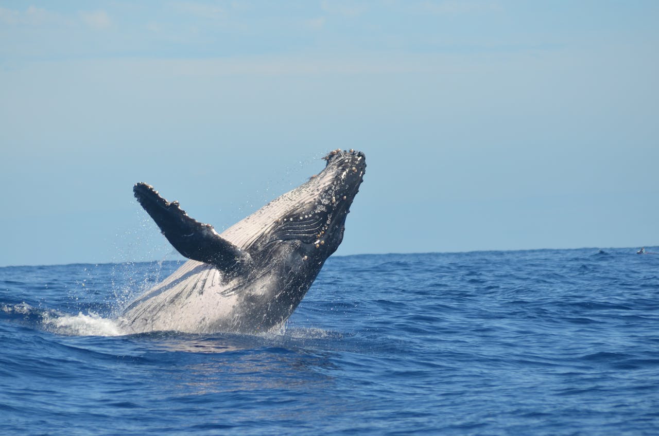 discover A majestic humpback whale breaching the ocean surface near Réunion Island, captured in a vibrant moment of marine wildlife.