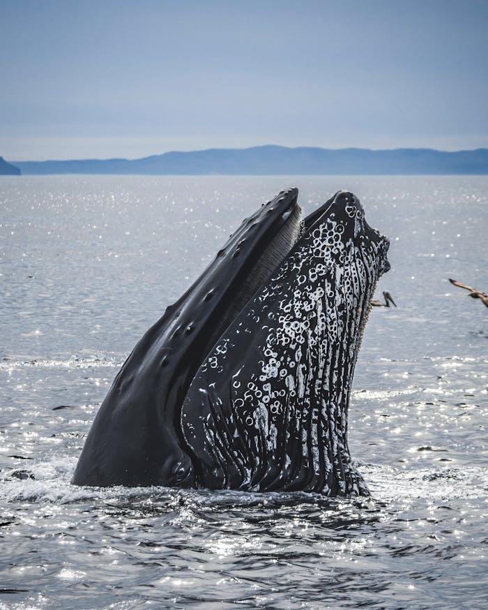 A stunning humpback whale breaches the ocean surface under a clear sky in Goleta, CA.